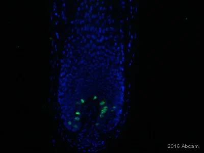 Immunohistochemistry (Frozen sections) - Biotin Anti-BrdU antibody (AB2284)