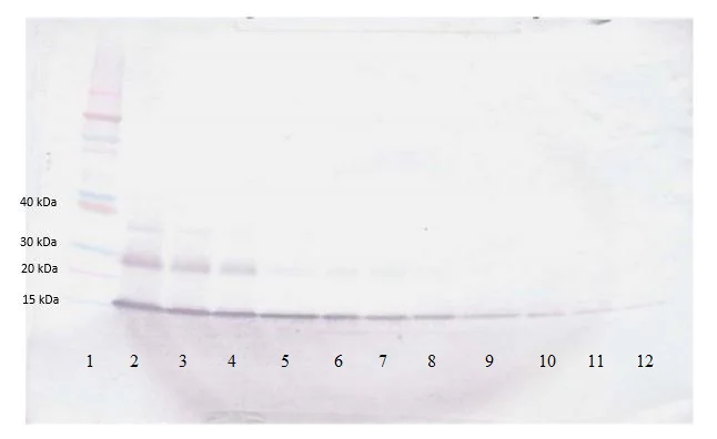 Western blot - Biotin Anti-CCL21 antibody (AB271203)