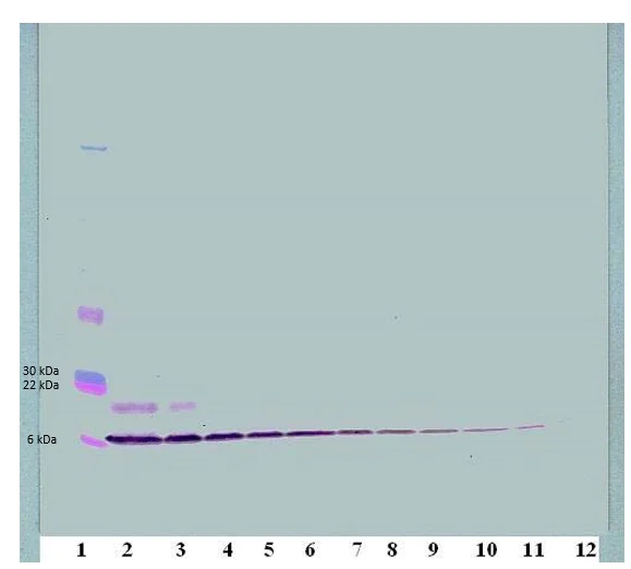 Western blot - Biotin Anti-CCL3 / MIP-1 alpha antibody (AB83139)