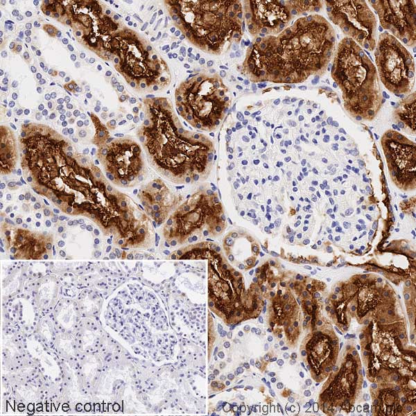 Immunohistochemistry (Formalin/PFA-fixed paraffin-embedded sections) - Biotin Anti-CD13 antibody [EPR4058] (AB197630), expandable thumbnail