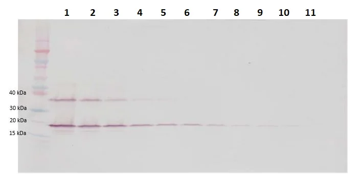 Western blot - Biotin Anti-CD137 antibody (AB245844)