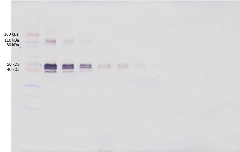 Western blot - Biotin Anti-CD14 antibody (AB271248), expandable thumbnail