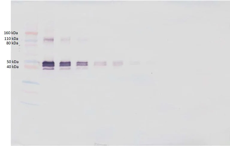 Western blot - Biotin Anti-CD14 antibody (AB271248)