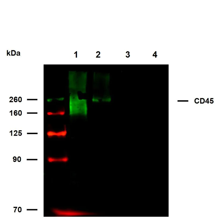 Western blot - Biotin Anti-CD45 antibody [MEM-28] (AB28107)