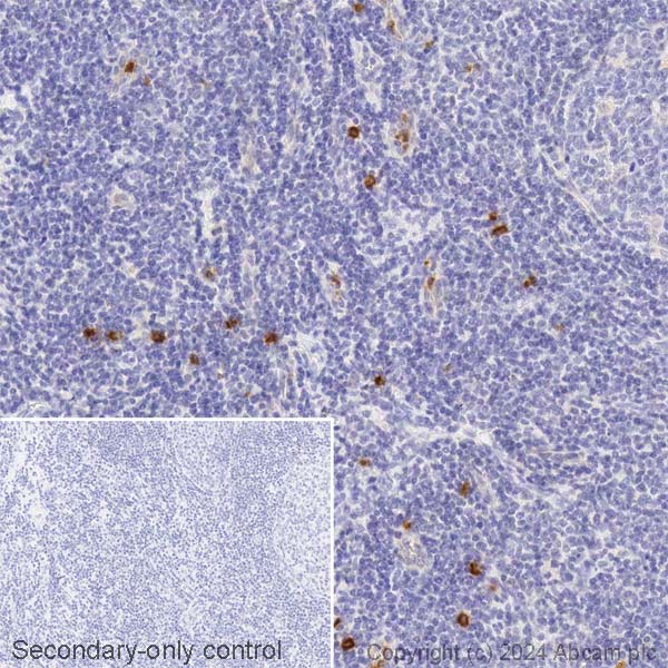 Immunohistochemistry (Formalin/PFA-fixed paraffin-embedded sections) - Biotin Anti-CD63 antibody [EPR5702] - Late Endosome Marker (AB316180), expandable thumbnail