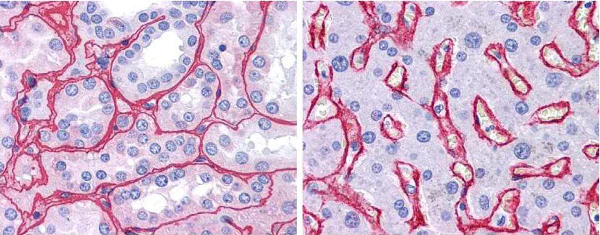 Immunohistochemistry (Formalin/PFA-fixed paraffin-embedded sections) - Biotin Anti-Collagen IV antibody (AB6581)