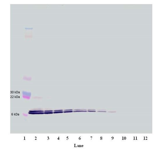Western blot - Biotin Anti-CXCL16 antibody (AB271222), expandable thumbnail
