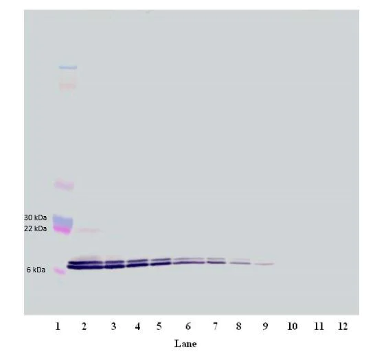 Western blot - Biotin Anti-CXCL16 antibody (AB271222)