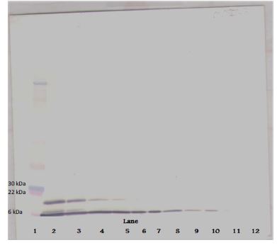 Western blot - Biotin Anti-CXCL2 antibody (AB271209), expandable thumbnail