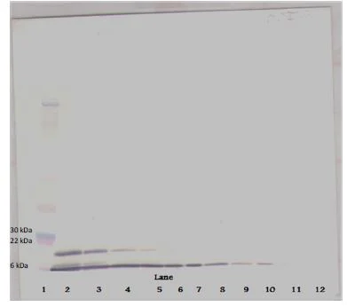 Western blot - Biotin Anti-CXCL2 antibody (AB271209)