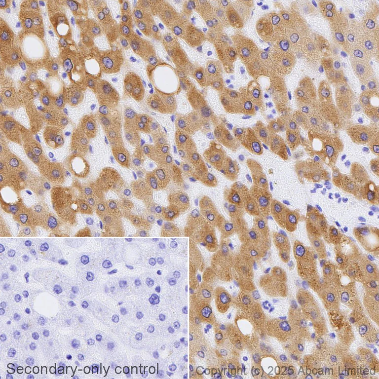 Immunohistochemistry (Formalin/PFA-fixed paraffin-embedded sections) - Biotin Anti-Cytochrome P450 3A4/CYP3A4 antibody [EPR6202] (AB323530)