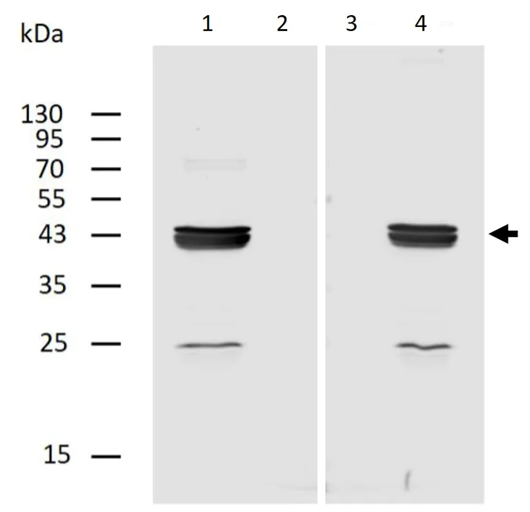 Western blot - Biotin Anti-Cytokeratin 18 antibody [C-04] (AB27553)