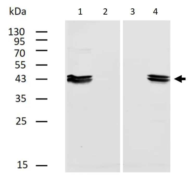 Western blot - Biotin Anti-Cytokeratin 18 antibody [DC-10] (AB27551)