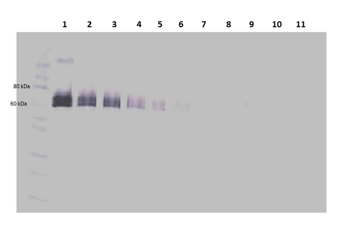 Western blot - Biotin Anti-DLL4 antibody (AB245848), expandable thumbnail