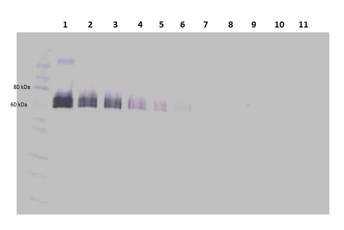 Western blot - Biotin Anti-DLL4 antibody (AB245848)