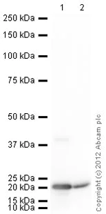 Western blot - Biotin Anti-Endostatin/COL18A1 antibody (AB84250)