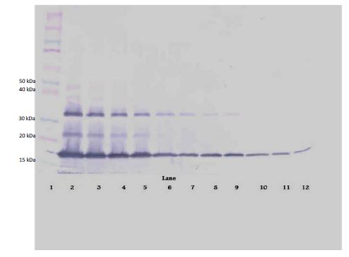 Western blot - Biotin Anti-Fas antibody (AB271240), expandable thumbnail