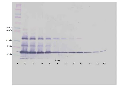 Western blot - Biotin Anti-Fas antibody (AB271240)