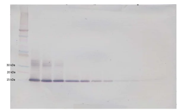 Western blot - Biotin Anti-FGF1 antibody (AB83163)