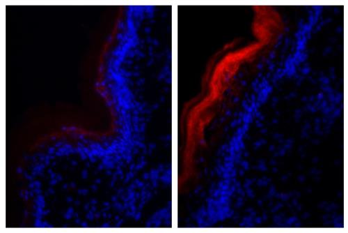 Immunohistochemistry (Frozen sections) - Biotin Anti-Fibrillin 1 antibody [11C1.3] (AB24826)