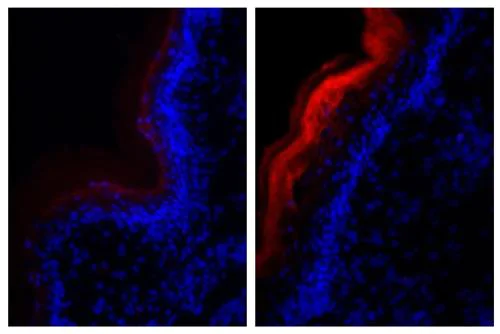Immunohistochemistry (Frozen sections) - Biotin Anti-Fibrillin 1 antibody [11C1.3] (AB24826)
