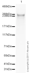 Western blot - Biotin Anti-Fibronectin antibody (AB6584)