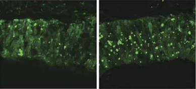 Immunohistochemistry (Formalin/PFA-fixed paraffin-embedded sections) - Biotin Anti-Fluorescein antibody (AB6655)