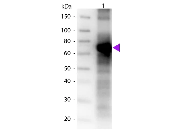 Western blot - Biotin Anti-Fluorescein antibody (AB6655)