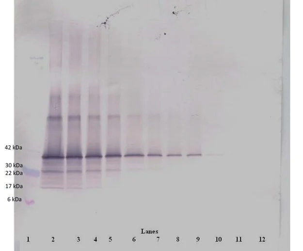 Western blot - Biotin Anti-Follistatin antibody (AB47942)