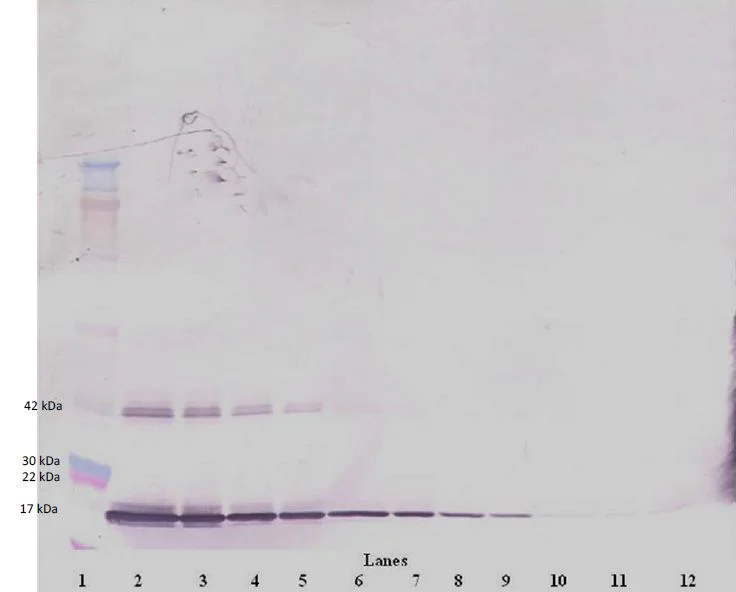 Western blot - Biotin Anti-G-CSF antibody (AB271256)