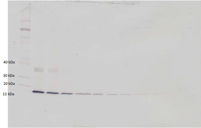 Western blot - Biotin Anti-G-CSF antibody (AB271267)