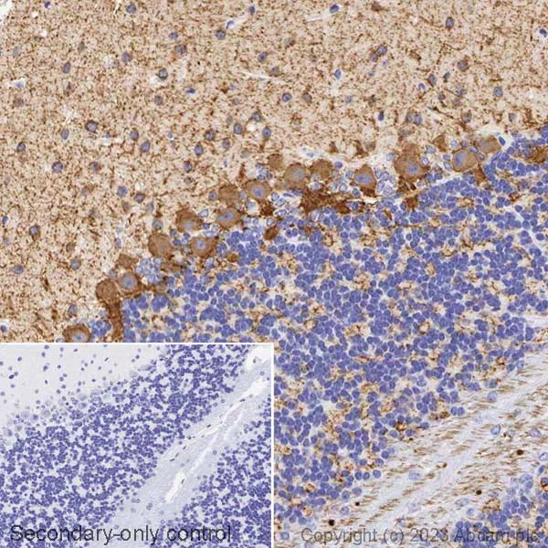 Immunohistochemistry (Formalin/PFA-fixed paraffin-embedded sections) - Biotin Anti-GAD65 + GAD67 antibody [EPR19366] (AB314398)