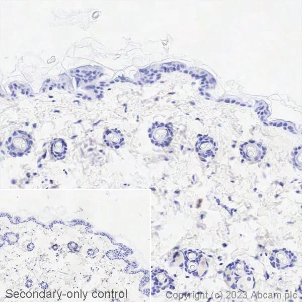 Immunohistochemistry (Formalin/PFA-fixed paraffin-embedded sections) - Biotin Anti-GAD65 + GAD67 antibody [EPR19366] (AB314398)