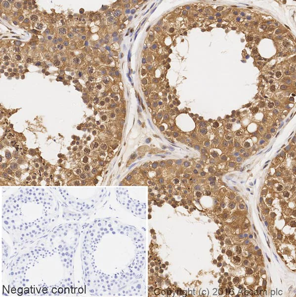 Immunohistochemistry (Formalin/PFA-fixed paraffin-embedded sections) - Biotin Anti-GAPDH antibody [EPR6256] - Loading Control (AB195904)