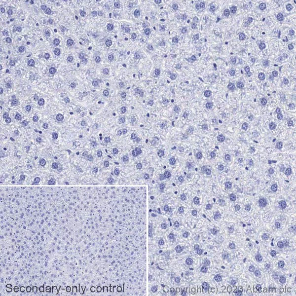 Immunohistochemistry (Formalin/PFA-fixed paraffin-embedded sections) - Biotin Anti-GFAP antibody [EPR1034Y] - Astrocyte Marker (AB314264)
