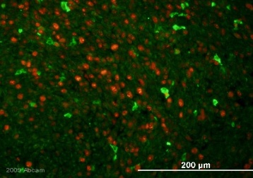 Immunohistochemistry (Formalin/PFA-fixed paraffin-embedded sections) - Biotin Anti-GFP antibody (AB6658)