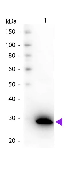 Western blot - Biotin Anti-GFP antibody (AB6658)