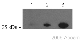 Western blot - Biotin Anti-GFP antibody [LGB-1] (AB42562)