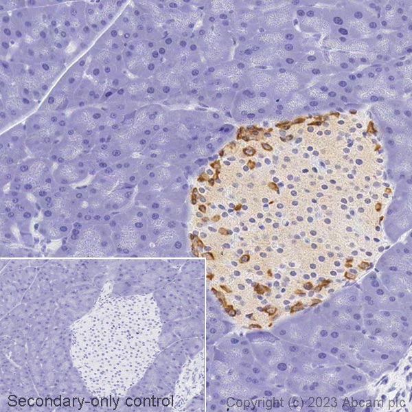 Immunohistochemistry (Formalin/PFA-fixed paraffin-embedded sections) - Biotin Anti-Glucagon antibody [EP3070] (AB314399), expandable thumbnail