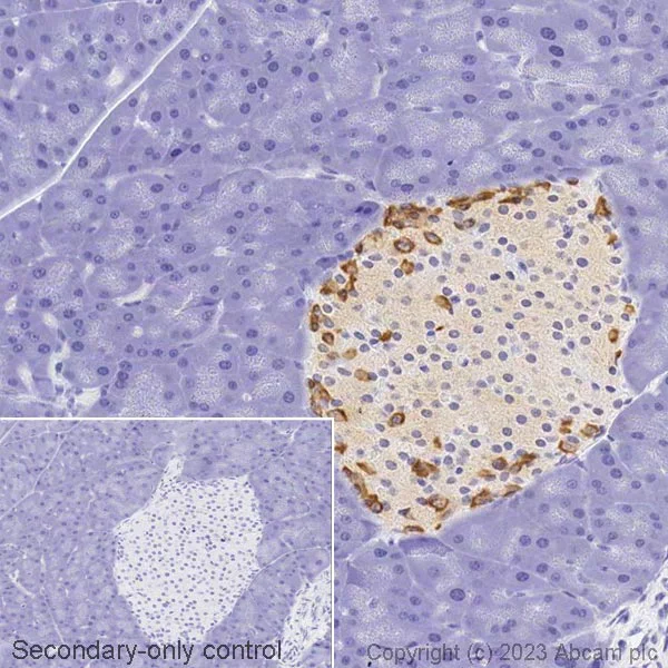 Immunohistochemistry (Formalin/PFA-fixed paraffin-embedded sections) - Biotin Anti-Glucagon antibody [EP3070] (AB314399)