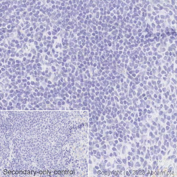 Immunohistochemistry (Formalin/PFA-fixed paraffin-embedded sections) - Biotin Anti-Glucagon antibody [EP3070] (AB314399), expandable thumbnail