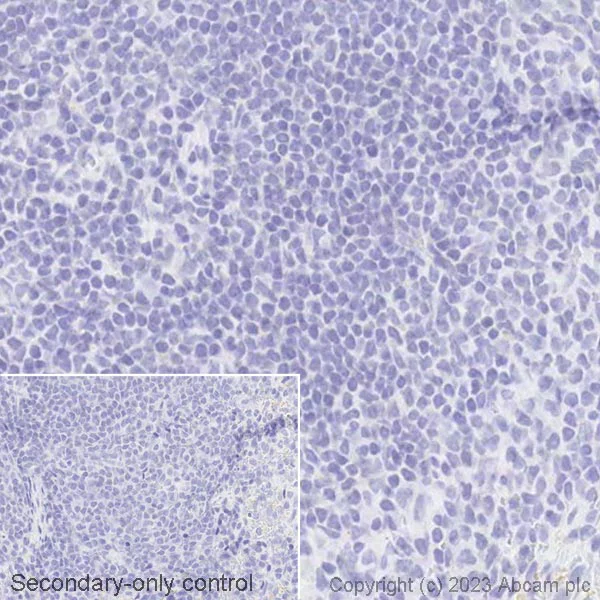 Immunohistochemistry (Formalin/PFA-fixed paraffin-embedded sections) - Biotin Anti-Glucagon antibody [EP3070] (AB314399)