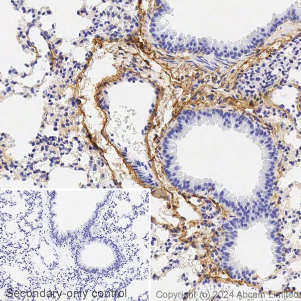 Immunohistochemistry (Formalin/PFA-fixed paraffin-embedded sections) - Biotin Anti-Glutathione Peroxidase 3/GPx-3 antibody [EPR22815-112] (AB321782)
