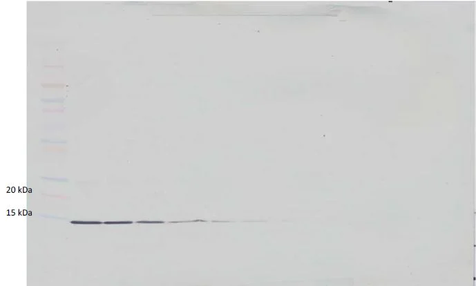 Western blot - Biotin Anti-GM-CSF antibody (AB271265)
