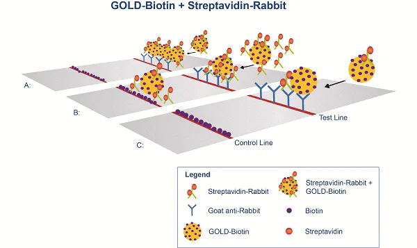 Schematic Diagram - Biotin Gold Conjugate (40nm, 10 OD) (AB186922)