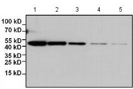 Western blot - Biotin Anti-HA tag antibody [2-2.2.14] (AB173825), expandable thumbnail