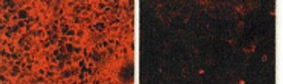 Immunocytochemistry/ Immunofluorescence - Biotin Anti-HBEGF/DTR antibody [4G10] (AB66793), expandable thumbnail
