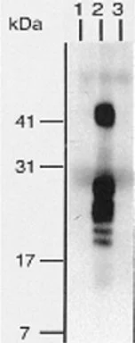 Immunoprecipitation - Biotin Anti-HBEGF/DTR antibody [4G10] (AB66793)