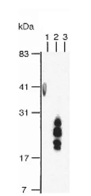 Western blot - Biotin Anti-HBEGF/DTR antibody [4G10] (AB66793)