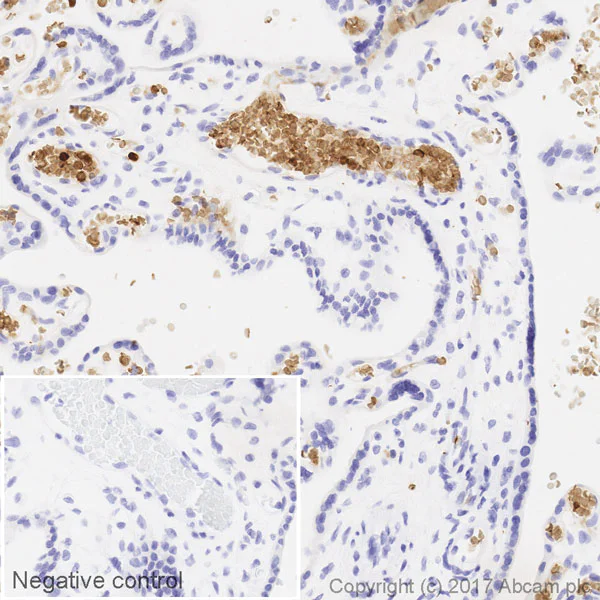 Immunohistochemistry (Formalin/PFA-fixed paraffin-embedded sections) - Biotin Anti-Hemoglobin subunit alpha antibody [EPR3608] (AB217074)